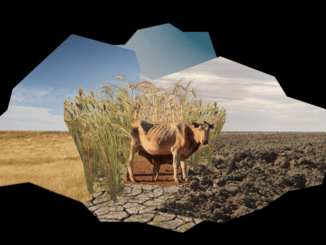 fotocollage door Pimo Gill van twee koeien op het land, aan de ene kant schaarste aan de andere kant overvloed